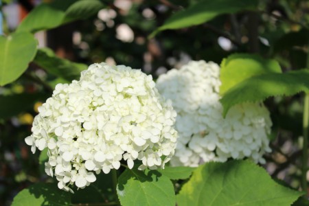 アジサイ　Hydrangea paniculata