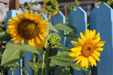 ヒマワリ Helianthus