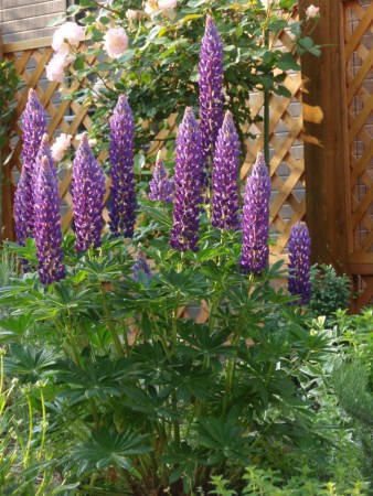 ルピナス属    Lupinus