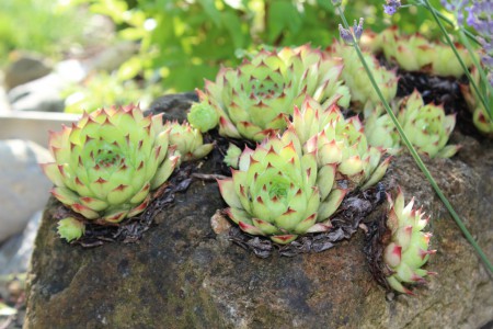 Sempervivum 