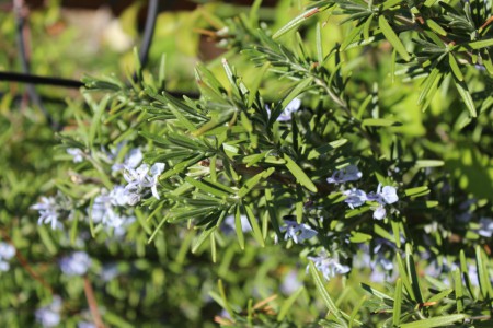 Rosemary officinalis