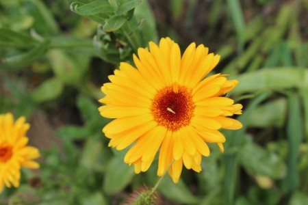 Calendula