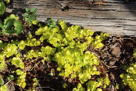 リシマキャヌンマラリア　Lysimachia nummularia