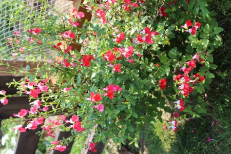 サルビア　ミクロフィラ (チェリーセージ）　Salvia microphylla