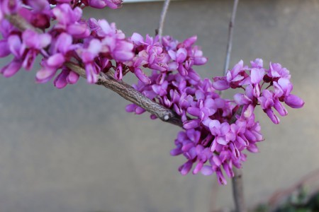 ハナスオウ Cercis chinensis