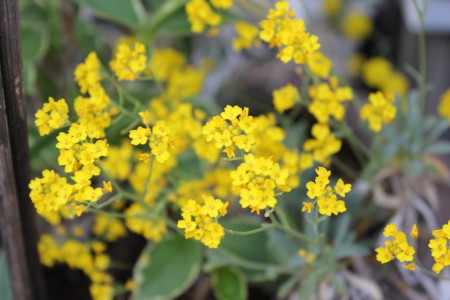 ミヤマナズナ　Alyssum