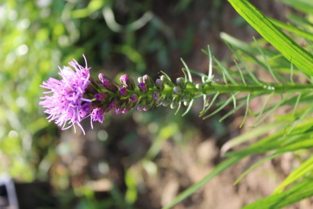 リアトリス　（キリンギク）Liatris, Gayfeather.
