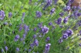 ラバンダー　Lavandula angostifolia
