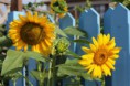 ヒマワリ Helianthus