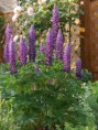 ルピナス属    Lupinus