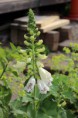 Digitalis purpurea