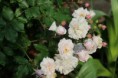 Old rose ''Blush Noisette''