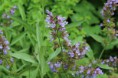 セージ　Common sage, Salvia officinalis.　　　