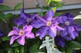 Clematis ''The president''