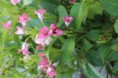 タニウツギ　Weigela (Weigelia)