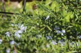 Rosemary officinalis