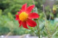 Dahlia
