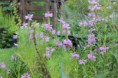 ハナトラノオ　Physostegia virginiana.