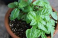 バジリコ　Ocimum basilicum