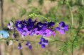 Consolida　ambigua (ラークスパー　Larkspur)