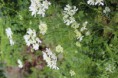 オルラヤ　ホワイト。レースフラワー　Orlaya grandiflora, Amni majus.