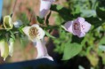 ジギタリス　Digitalis