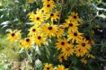 オオハンゴンソウ　Rudbekia gloriosa.