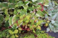 ミスヒキ　 Polygonum filiforme (Persicaria filiformis)