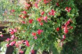 サルビア　ミクロフィラ (チェリーセージ）　Salvia microphylla