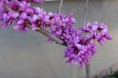 ハナスオウ Cercis chinensis