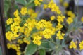 ミヤマナズナ　Alyssum