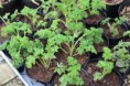 パセリ　Parsley, Petrosilinum crispum.